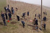 ДАРАХТ БИНШОН! Дар минтақаи Лоҳури ноҳияи Рӯдакӣ 700 бех ниҳоли гуногун шинонида шуд