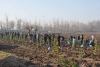 Дар шаҳри Турсунзода беш аз 6 ҳазор бех ниҳол шинонида шуд