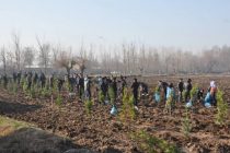 Дар шаҳри Турсунзода беш аз 6 ҳазор бех ниҳол шинонида шуд