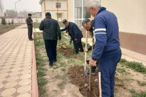 Дар шаҳри Турсунзода зиёда аз  22 ҳазор бех ниҳол ва 300 ҳазор дона гулҳои гуногун шинонида мешаванд