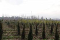 БАРНОМАИ ДАВЛАТИИ КАБУДИЗОРКУНӢ. Дар Ҳисор беш аз 20 ҳазор бех ниҳоли дарахтони ҳамешасабз шинонида мешавад