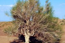 ПЕШГИРИИ ОҚИБАТҲОИ ТАҒЙИРЁБИИ ИҚЛИМ. Дар Тоҷикистон  майдони дарахтони саксавул ва павловния васеъ мегардад