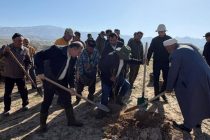 Дар минтақаи ҷангалпарварии ноҳияи Рӯдакӣ зиёда аз 30 ҳазор бех ниҳол шинонида шуд