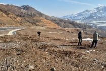 Дар шоҳроҳи Роғун — Нуробод зиёда аз 900 бех ниҳоли олуча ва дарахтони сояафкан шинонида шуд