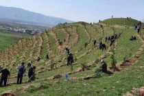 «ТОҶИКИСТОНРО БА  КИШВАРИ САБЗ ТАБДИЛ МЕДИҲЕМ!» Дар  Лучоб 7  ҳазор бех ниҳоли дарахтони ҳамешасабзу ороишӣ шинонида шуд