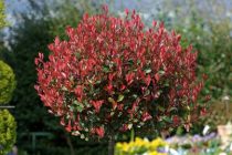 ДАРАХТ БИНШОН! Дар Турсунзода 120 дарахти ороишии Фатония шинонида шуд