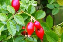 РӮЗИ БАЙНАЛМИЛАЛИИ ҶАНГАЛ. Хуч на танҳо хосияти шифобахшӣ, балки аҳамияти калони экологӣ низ дорад