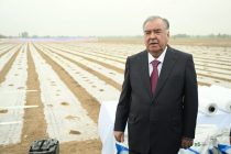 Пешвои миллат Эмомалӣ Раҳмон дар ноҳияи Мастчоҳ ба маъракаи кишти пахта дар заминҳои хоҷагии деҳқонии «Мирхонд» оғоз бахшиданд