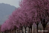 Имрӯз дар Тоҷикистон ҳавои тағйирёбандаи бебориш пешгӯӣ мешавад