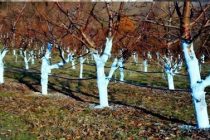 МАСЛИҲАТИ МУТАХАССИС. Дар фасли баҳор танаи дарахтонро бо маҳлули махсус сафед намоед