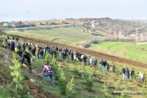 Дар Душанбе бо иштироки намояндагони 27 давлат маъракаи ниҳолшинонӣ баргузор шуд