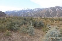 ДАРАХТ БИНШОН! Дар шоҳроҳи байналмилалии Хуҷанд-Чанок 500 бех ниҳоли санавбар шинонида шуд