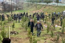 ДАРАХТ БИНШОН! Дар Роғун, Ваҳдат ва Файзобод беш аз 2 ҳазор бех ниҳоли дарахтони ороишӣ шинонида шуд