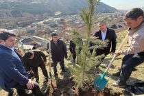 Бо иштироки муовини Сарвазири Тоҷикистон ва аъзои ҲХДТ дар Варзоб беш аз 700 бех ниҳол шинонида шуд