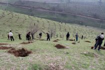 Дар минтақаи доманакӯҳии атрофи маҳаллаи Зарафшон ниҳолҳои мевадиҳанда шинонида шуданд