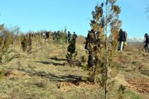 Дар маҳаллаҳои Бӯстон ва Шукуҳии пойтахт 2500 бех ниҳолҳои ҳамешасабз ва мевадиҳанда шинонида шуданд