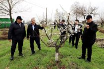 Муовини Сарвазири Тоҷикистон бо ҳолати сабзиши дарахтон дар боғу токзори шаҳри Ҳисор шинос гардид