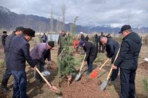 ДАРАХТ БИНШОН! Дар минтақаи Рашт  беш аз 5 000 ниҳоли дарахтони ҳамешасабз ва ороишӣ шинонида шуд