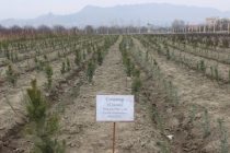 «КИШВАРИ САБЗ». Дар шаҳри Исфара 1200 бех ниҳол шинонида шуд