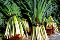 Табиат мекунад моро табобат!  Сиёҳалаф дорои витаминҳои  табиӣ мебошад