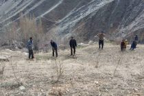 БАРНОМАИ КАБУДИЗОРКУНӢ.  Дар мавзеи баландкӯҳи Вору зиёда аз 12 ҳазор бех ниҳол шинонида шуд