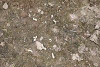 Чаро дар чарогоҳҳо ва заминҳои лалмии Тоҷикистон ҳашароти зараррасон бештар гардидааст?