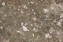 Чаро дар чарогоҳҳо ва заминҳои лалмии Тоҷикистон ҳашароти зараррасон бештар гардидааст?