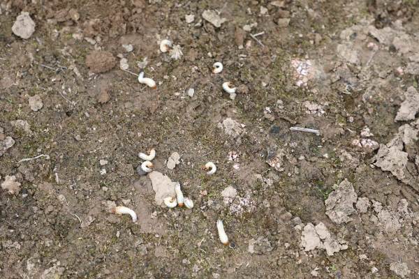 Чаро дар чарогоҳҳо ва заминҳои лалмии Тоҷикистон ҳашароти зараррасон бештар гардидааст?