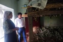 Сокини ноҳияи Кӯшониён аз ҳар қуттӣ кирмак то 35 килограмм пилла ба даст меорад