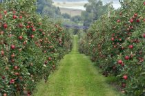 Дар Тоҷикистон 556,5 гектар боғҳои нав бунёд карда шуданд