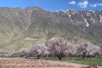 Дар ноҳияи Тоҷикобод Боғи интенсивии «35-солагии Истиқлолият» таъсис дода мешавад