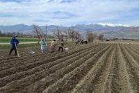 Кишоварзони шаҳри Панҷакент дар 2500 гектар картошкаи барвақтӣ кишт менамоянд