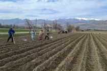 Кишоварзони шаҳри Панҷакент дар 2500 гектар картошкаи барвақтӣ кишт менамоянд