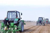 Дар Тоҷикистон дар беш аз 23 ҳазор гектар пунбадона  кишт намудаанд