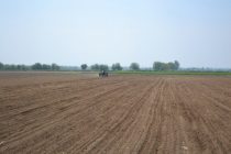 Дар ноҳияи Мастчоҳ дар беш аз 12 ҳазор гектар пунбадона кишт карда мешавад