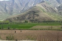 Дар ноҳияи Рашт  дар 1650 гектар замин картошка кишт карда мешавад