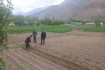 Дар ноҳияи Айнӣ майдони кишти картошка зиёд карда мешавад