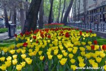 ЛОЛАҲОИ ШУКУФОНИ ДУШАНБЕ. Суратгузориши АМИТ «Ховар» аз кӯчаву хиёбонҳои гулпӯши  пойтахт