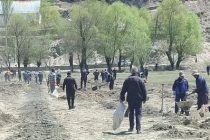 Дар Вилояти Мухтори Кӯҳистони Бадахшон дар 200 гектар боғ бунёд карда мешавад