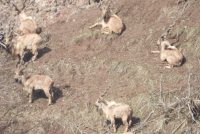 Дар минтақаҳои кӯҳии Тоҷикистон саршумори бузи кӯҳии Морхӯр ба ҳисоб гирифта шуд