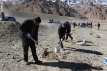 «КИШВАРИ САБЗ».  Дар Мурғоб беш аз 3 ҳазор бех ниҳоли дарахтони сояафкан шинонида шуд