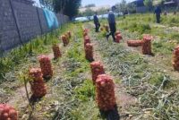 ИСТИФОДАИ САМАРАНОКИ ЗАМИН. Сокини ноҳияи Ҷайҳун дар замини наздиҳавлигияш киштро барои ҳосили дуюм оғоз намуд