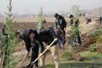 Дар Тоҷикистон дар беш аз 800 гектар боғу токзори нав бунёд гардид