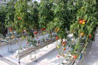 Дар Тоҷикистон беш аз ҳазор  гармхонаи доимамалкунанда фаъолият менамоянд