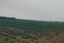 Деҳқонони   хоҷагии «Ёрмуҳаммад»-и ноҳияи Кӯшониён бозори дохилиро бо маҳсулоти барвақтӣ таъмин менамоянд