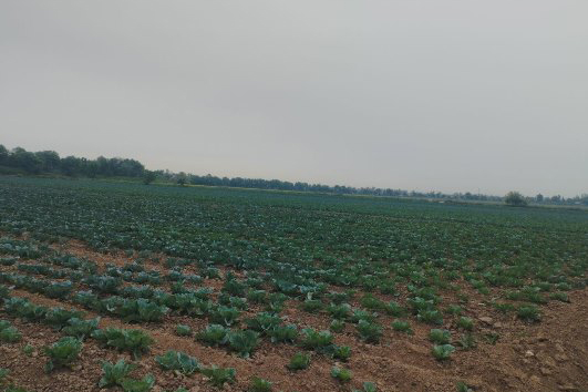 Деҳқонони   хоҷагии «Ёрмуҳаммад»-и ноҳияи Кӯшониён бозори дохилиро бо маҳсулоти барвақтӣ таъмин менамоянд