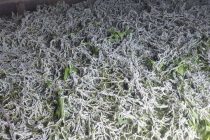 КИРМАКПАРВАРӢ. Сокини ноҳияи Ҷайҳун ҳамасола аз 100 то 110 килограмм пилла месупорад