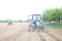 Дар ноҳияи Вахш кишти пунбадона идома дорад