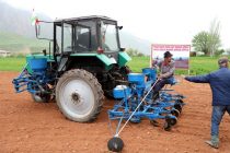 Дар шаҳри Ҳисор кишти пунбадона оғоз ёфт