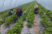 ИСТИФОДАИ САМАРАНОКИ ЗАМИН. Дар ноҳияи Вахш ҷамъоварии қулфинай оғоз гардид